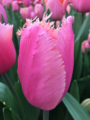 Tulipa Louvre Pink