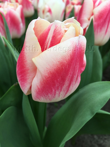 Tulipa Pleasure