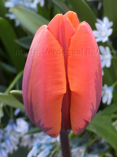 Tulipa Prinses Irene