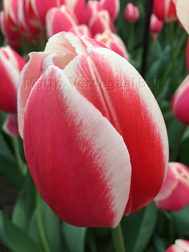 Tulipa Prof Einstein