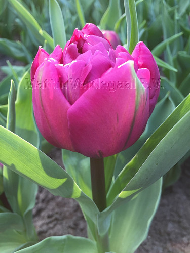 Tulipa Purple Boy