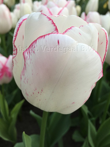 Tulipa Salvo
