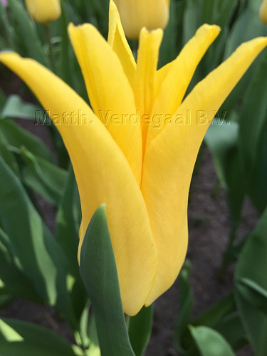 Tulipa Seattle