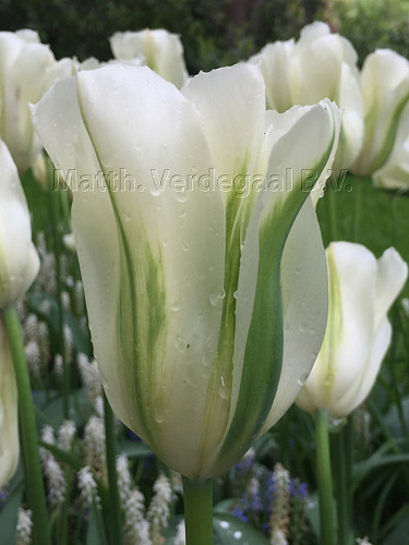 Tulipa Spring Green