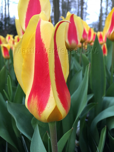 Tulipa Stresa