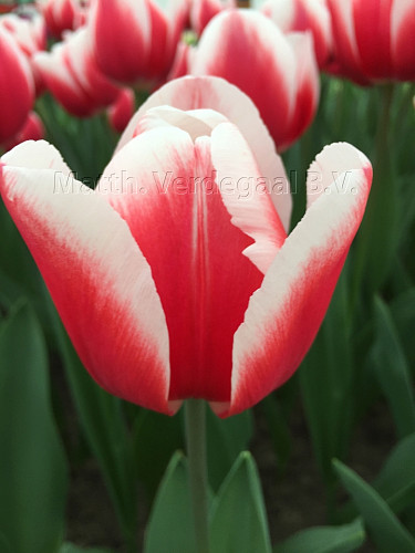 Tulipa Timeless