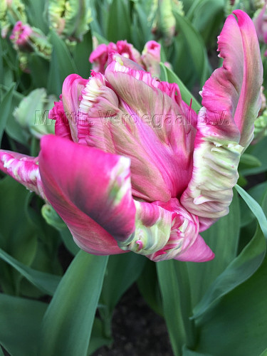 Tulipa Webers Parrot