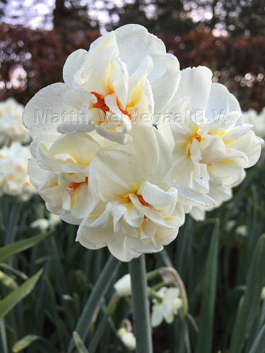 Narcissus Bridal Crown