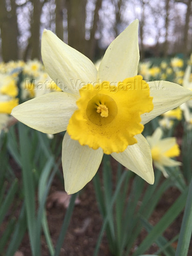 Narcissus Topolino