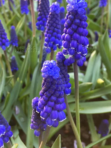 Muscari Superstar