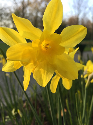 Narcissus Campernelle