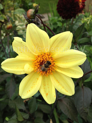 Dahlia Bishop of York