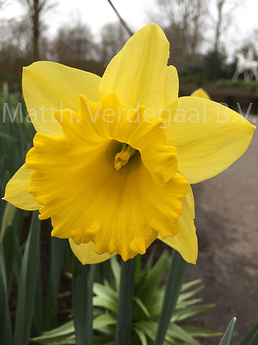 Narcissus Dutch Master