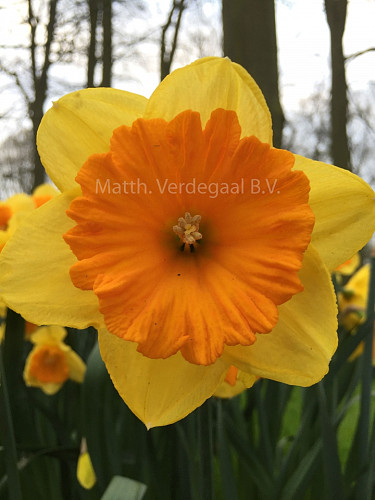 Narcissus Akita