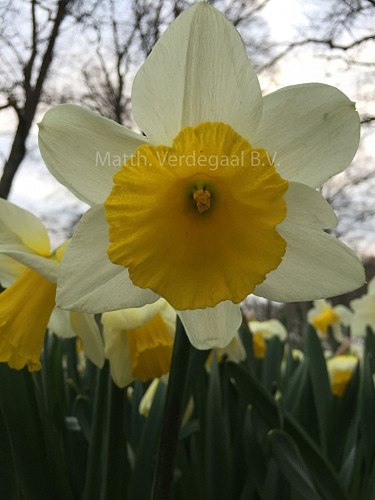 Narcissus Thomas Mason