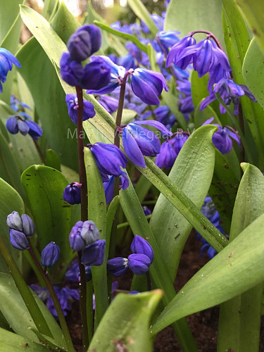 Scilla Siberica