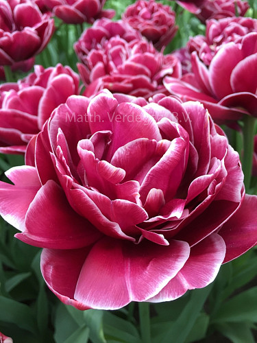 Tulipa Dream Touch