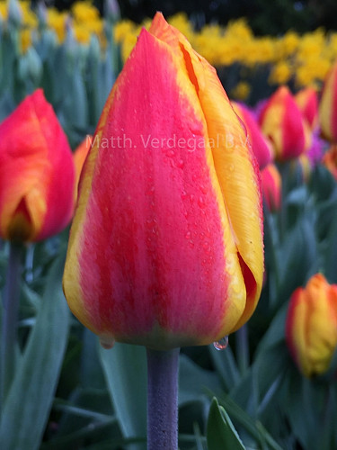 Tulipa Flair