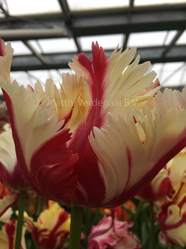 Tulipa Flaming Parrot