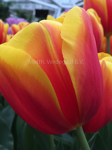 Tulipa Hennie van der Most