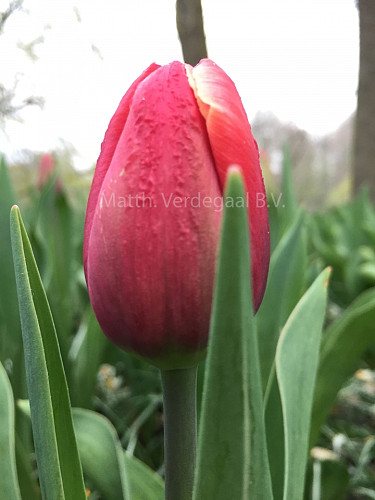 Tulipa Kung-Fu