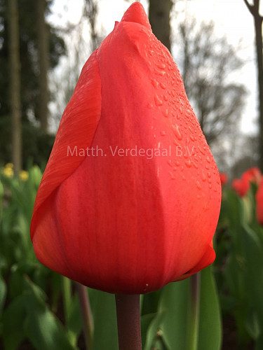 Tulipa Lalibela