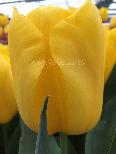 Tulipa Shooting Star
