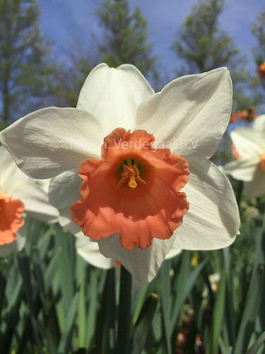 Narcissus Accent