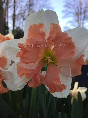 Narcissus Casanova