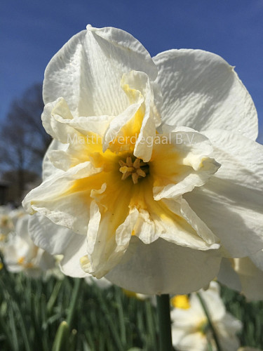 Narcissus Delta