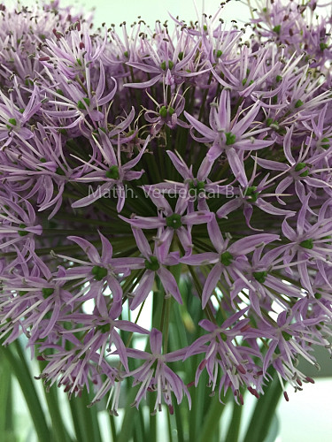 Allium Aflatunense