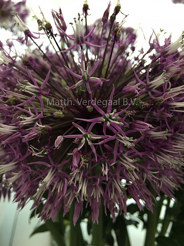 Allium Early Emperor