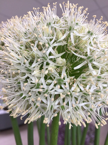 Allium Mount Everest