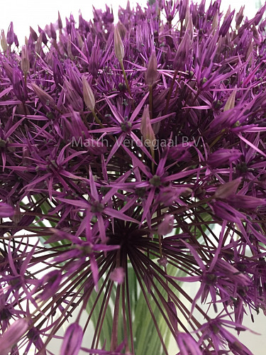 Allium Purple Rain