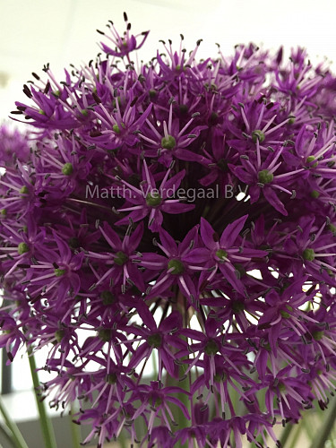 Allium Purple Sensation