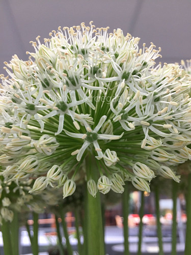 Allium White Giant