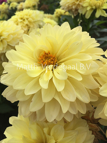 Dahlia Serenade