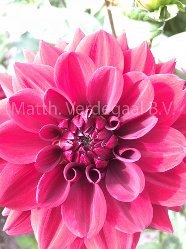 Dahlia Painted Black