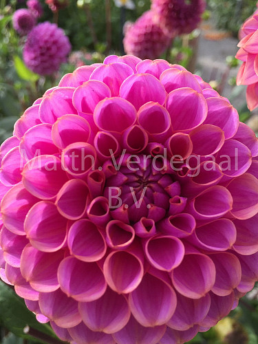 Dahlia Isabel