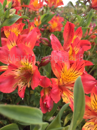 Alstroemeria Duke Louise