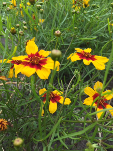 Coreopsis