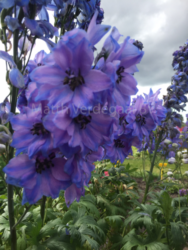 Delphinium