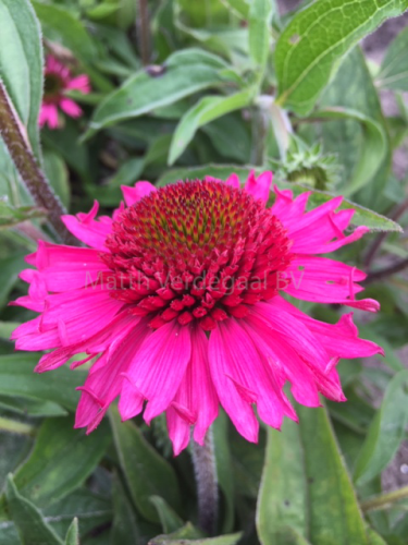 Echinacea