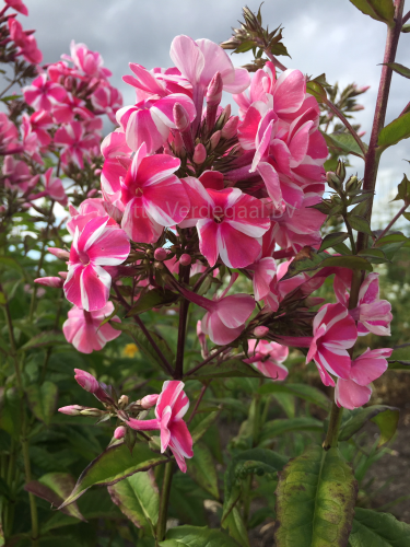 Phlox Fireworks
