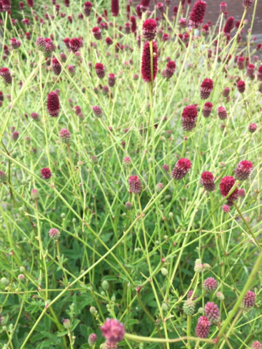Sanguisorba