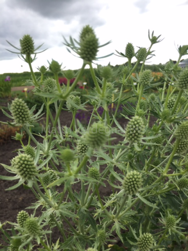 Eryngium