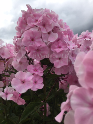Phlox Helena