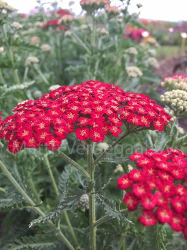 Achillea