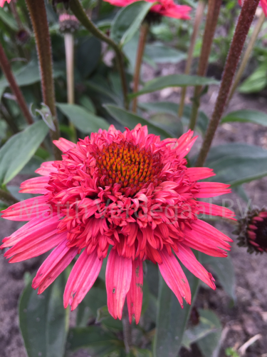 Echinacea