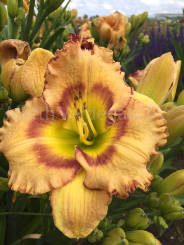 Hemerocallis